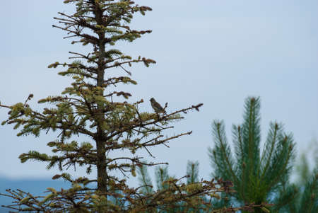 Jay bird (forest bird) sits on a spruce branch in cloudy weather.の写真素材