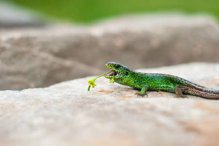 Green lizard with a flower in its mouth. Funny lizard on a stone with open mouthの写真素材