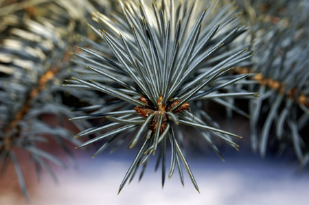 branch blue atedの写真素材