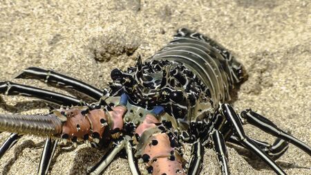 Fresh lobster in bright colors on the sand. Daylight, outdoors. Close-up.の写真素材