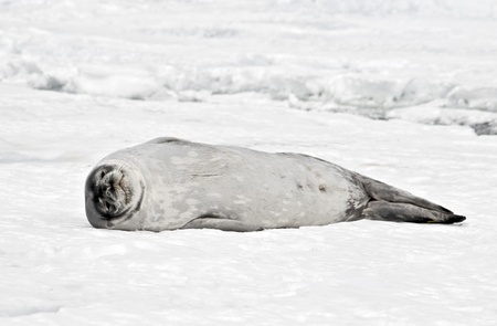 Antarctic Weddell Seal の写真素材