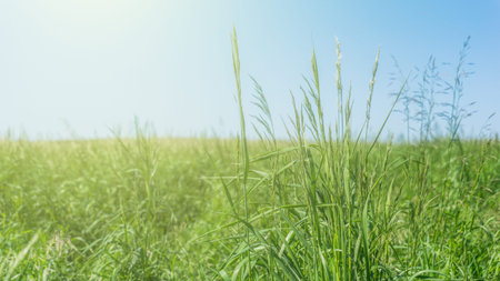 Image of green grass field and bright blue sky