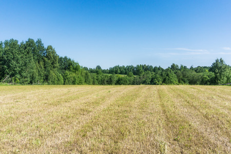 A field of mown grass against a blue sky and a forest in good weather.の写真素材