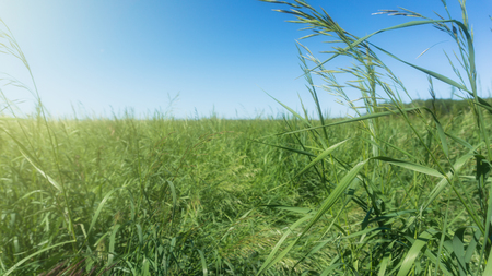 Image of green grass field and bright blue sky.の写真素材
