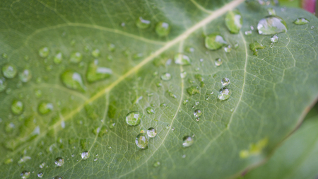 Beautiful green leaf texture with drops of water.の写真素材