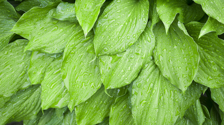 Beautiful green leaf texture with drops of water.の写真素材