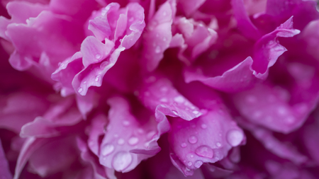 Beautiful shiny water droplets on flower petal peony macro. Drops of dew on a pink petal. Gentle soft elegant airy artistic image with soft focusの写真素材