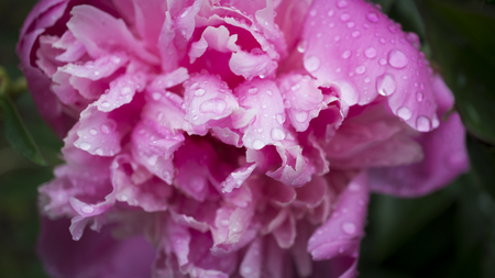 Beautiful shiny water droplets on flower petal peony macro. Drops of dew on a pink petal. Gentle soft elegant airy artistic image with soft focusの写真素材