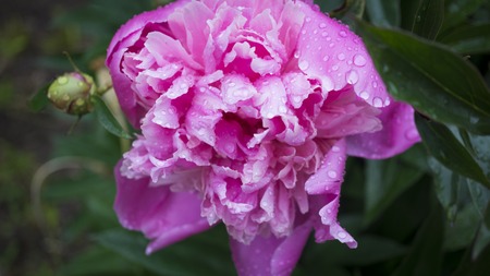 Beautiful shiny water droplets on flower petal peony macro. Drops of dew on a pink petal. Gentle soft elegant airy artistic image with soft focusの写真素材