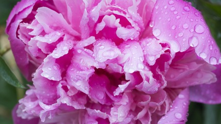 Beautiful shiny water droplets on flower petal peony macro. Drops of dew on a pink petal. Gentle soft elegant airy artistic image with soft focusの写真素材