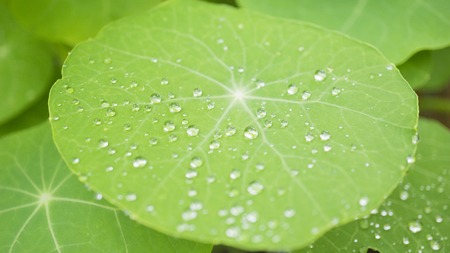 Beautiful green leaf texture with drops of water.の写真素材