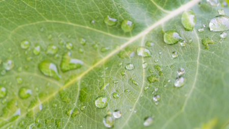 Beautiful green leaf texture with drops of water.の写真素材