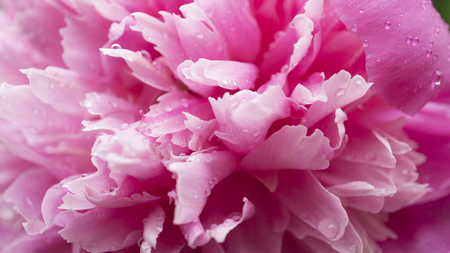 Beautiful shiny water droplets on flower petal peony macro. Drops of dew on a pink petal. Gentle soft elegant airy artistic image with soft focusの写真素材