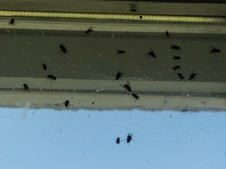Dirty window covered with flies and other insects.の写真素材