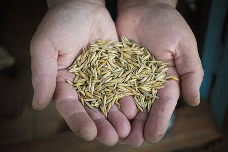 oats for feeding chickens in the palms of an elderly peasant woman.の写真素材