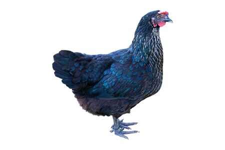 One black hen isolated on white, studio shot, side view. Polutry yard conceptの写真素材