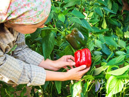 woman picking green pepper in the hothouse. Farm woman gathering autumn harvest from green house plantation. Ripe home grown red sweet pepper.の写真素材