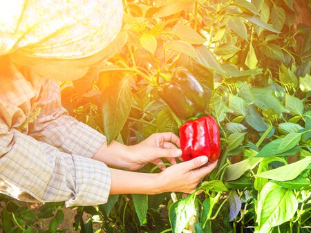 woman picking green pepper in the hothouse. Farm woman gathering autumn harvest from green house plantation. Ripe home grown red sweet pepper. Tonedの写真素材