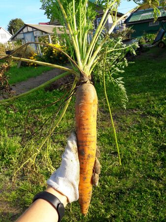 Odd looking weird mutant uneven carrots in hand outdoors, green grass on the background. Rejected food in markets stores concept. Low quality foods.の写真素材