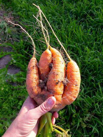 Odd looking weird mutant uneven carrots in hand outdoors, green grass on the background. Rejected food in markets stores concept. Low quality foods.の写真素材