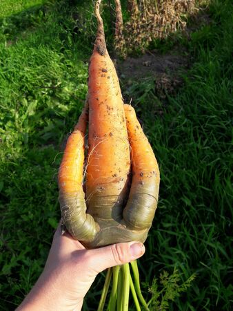 Odd looking weird mutant uneven carrots in hand outdoors, green grass on the background. Rejected food in markets stores concept. Low quality foods.の写真素材