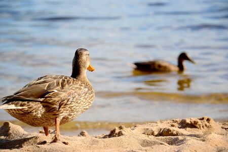 portrait of a wild duck close-up.wild duck on the city pond on a warm summer day. view from back.の写真素材