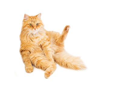 big well-groomed red cat sitting sprawled on the floor and spread his paws. the animal looks into the camera. isolated on white background.の写真素材