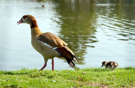 Mumma duck and ducklingの写真素材