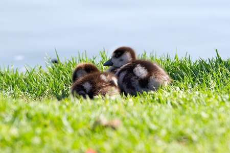 Two duckling on a grass backgroundの写真素材