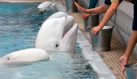 Beluga whale in the pool and hands of peopleの写真素材