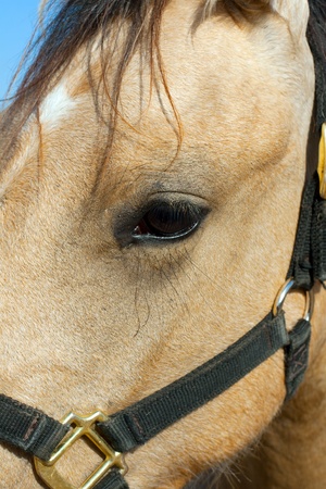 Close up head shot of beautiful horseの写真素材