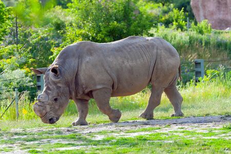 Rhino at the zooの写真素材