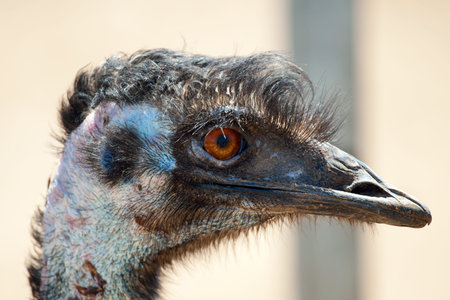 Ostrich emu