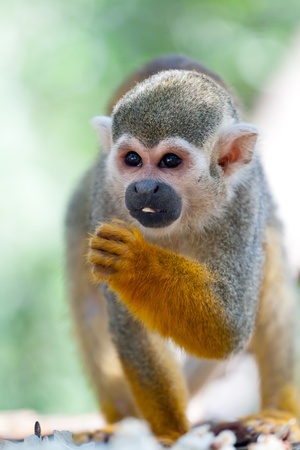 Little squirrel monkey eating seedの写真素材