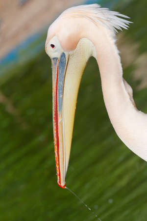 Portrait of a pink pelicanの写真素材