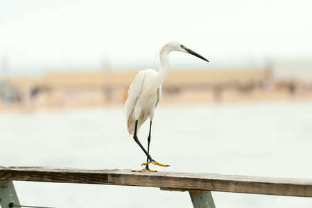 Heron standing on the fence and watching the seaの写真素材