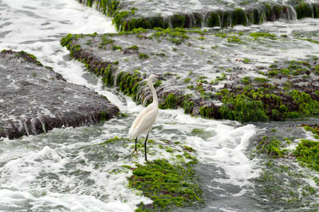 Heron in nature on the sea shore on the rocksの写真素材