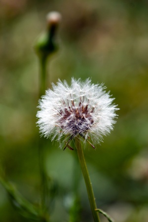 A lone dandelion in the parkの写真素材
