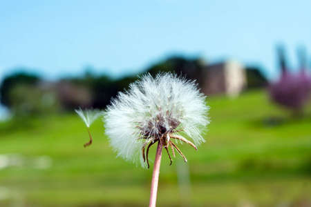 A lone dandelion in the parkの写真素材