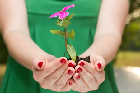 Female hands holding holding flower plantの写真素材