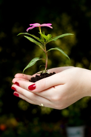 Female hands holding holding flower plantの写真素材