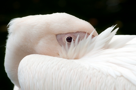 Portrait of a pink pelicanの写真素材
