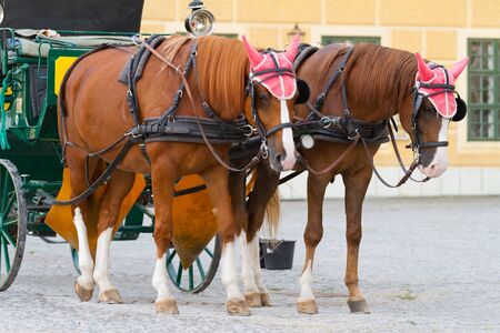 Carriage with horses for hire in Vienna Austria in front of Schonbrunn Palaceの写真素材