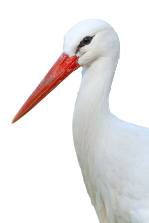 White Stork  isolated on white backgroundの写真素材