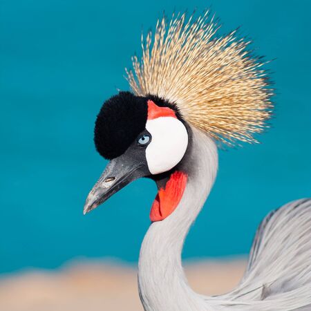 Crowned crane on background of lakeの写真素材