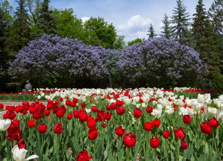 Tulips and lilacs in the spring gardenの写真素材