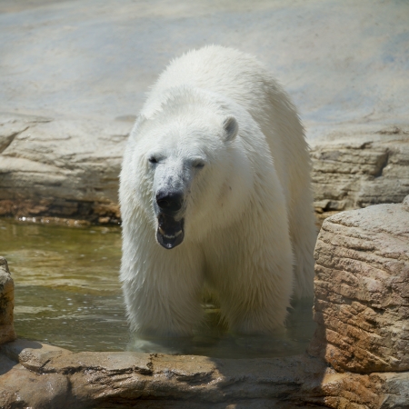 Polar bear in the zoo in summerの写真素材