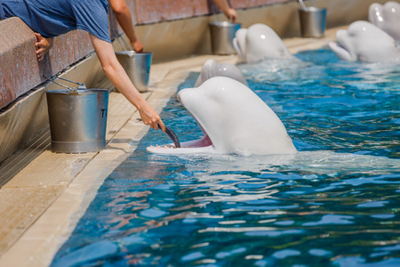 Tourists feeding bulugas whale in the poolの写真素材