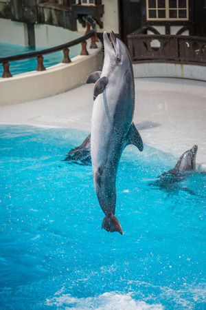 Jumping dolphin out of the water in the pool show のeditorial素材