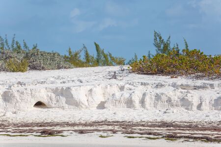 Island iguanas, wildlife. Cayo Largoの写真素材